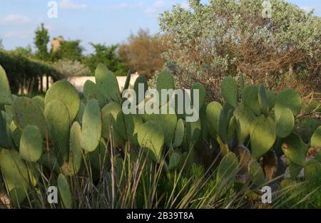 Austin Texas USA, Aprile 2004: Piante native in mostra in letti rialzati al Lady Bird Johnson Wildflower Research Center durante la stagione primaverile dei fiori selvatici. ©Bob Daemmrich Foto Stock