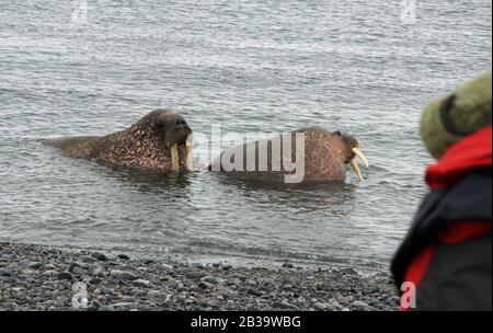 Colonia di valbard waltus Foto Stock