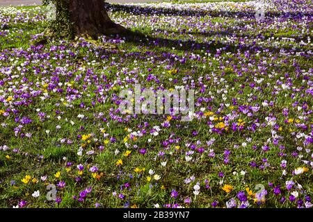 Coccodrilli nei giardini termali Baden Baden Germany, Europa Foto Stock