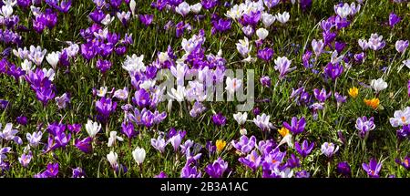 Coccodrilli nei giardini termali Baden Baden Germany, Europa Foto Stock