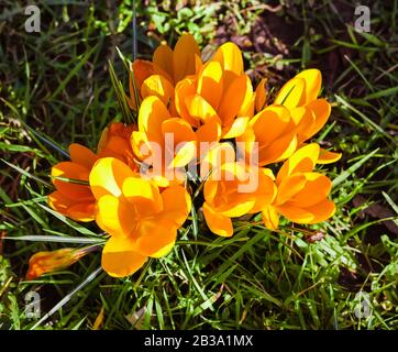 Coccodrilli nei giardini termali Baden Baden Germany, Europa Foto Stock