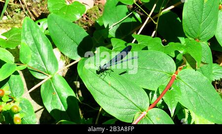 Dragonfly su una foglia nel cespuglio Foto Stock