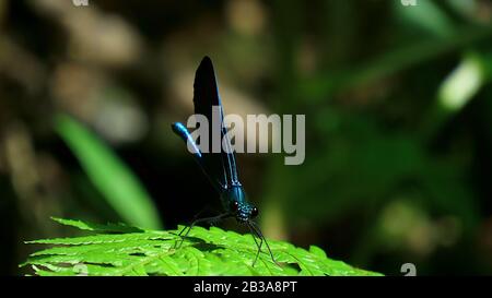 Dragonfly su una foglia di felce nel cespuglio Foto Stock