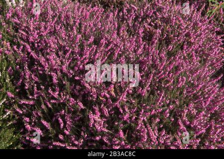 Winter Flowering Evergreen Heather (Erica x darleyensis 'Kramer's Rote') in un giardino Roccioso nel Devon rurale, Inghilterra, Regno Unito Foto Stock