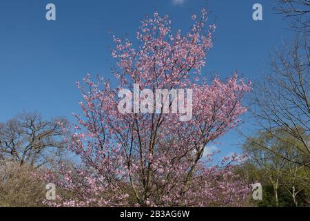 Fioritura primaverile dell'albero Ciliegio di Sargent (Prunus sgentii) in un Giardino Country Cottage nel Devon rurale, Inghilterra, Regno Unito Foto Stock