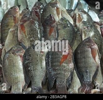 pesce tilapia per la vendita in un mercato Foto Stock