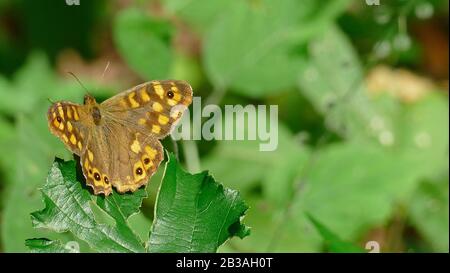 Farfalla in toni marroni su una foglia nel cespuglio Foto Stock