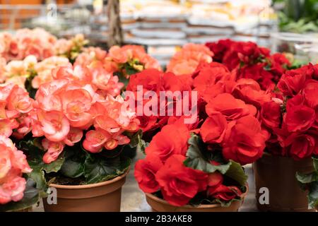 Rosso scarlatto begonia fiore in un vaso di fiori. Diversi cespugli fioriti di begonia in vasi sul davanzale, piante interne in vaso durante la fioritura primaverile Foto Stock