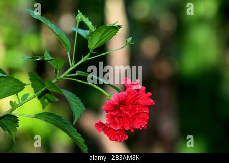 Hibiscus doppio petalo-rosso Foto Stock