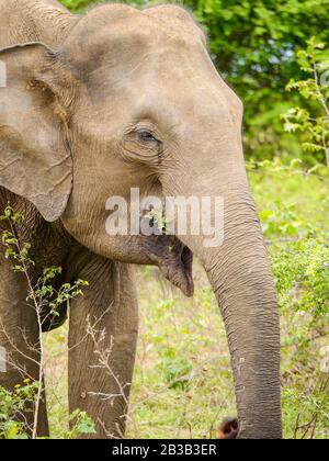 Primo piano di un elefante dello Sri Lanka (Elephas maximus maximus) che mangia erba a Udawalawe Nationalpark Foto Stock