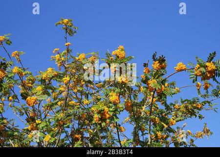 yellow Bersed rowan, montagna cenere, in un parco, Cardiff, Galles, Regno Unito Foto Stock