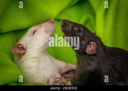 Due ratti fantasia giocare a combattimento con sfondo verde coperta Foto Stock