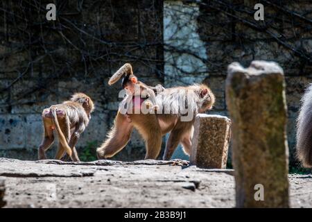 Babbuino con bambino e fratello e sorella che cavalcano sulle madri indietro Foto Stock