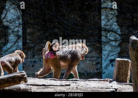 Babbuino con bambino e fratello e sorella che cavalcano sulle madri indietro Foto Stock