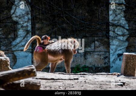 Babbuino con bambino e fratello e sorella che cavalcano sulle madri indietro Foto Stock