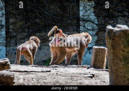 Babbuino con bambino e fratello e sorella che cavalcano sulle madri indietro Foto Stock