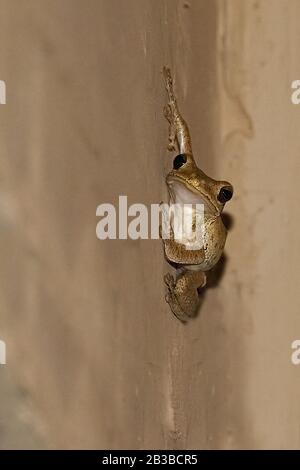 Sri lanka, 2015 settembre: Polypedate cruciger, montare bastoni di rana su un muro Foto Stock