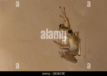 Sri lanka, 2015 settembre: Polypedate cruciger, montare bastoni di rana su un muro Foto Stock