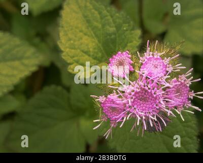 Migliore foto di girasole Foto Stock