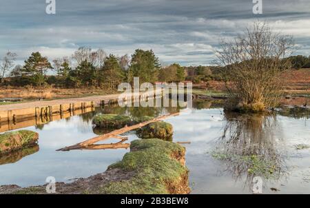 Si tratta di una scena tranquilla a Longslade Bottom, New Forest, Hampshire, UK il sentiero sopraelevato consente un facile accesso alle colline dietro Foto Stock