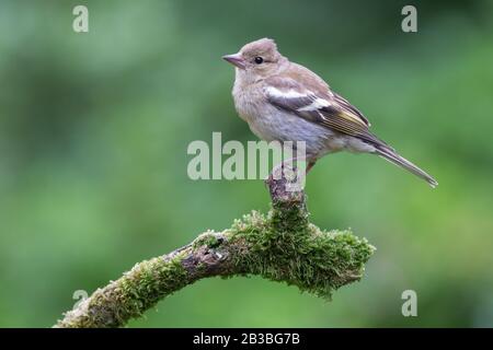 Chaffinch giovanile [ Fringilla coelebs ] su bastone coperto muschio Foto Stock