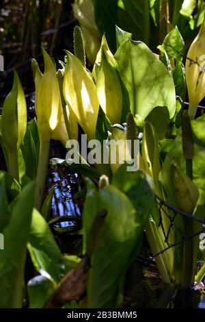 Fotografia di un cerotto di cavolo di skunk giallo Foto Stock