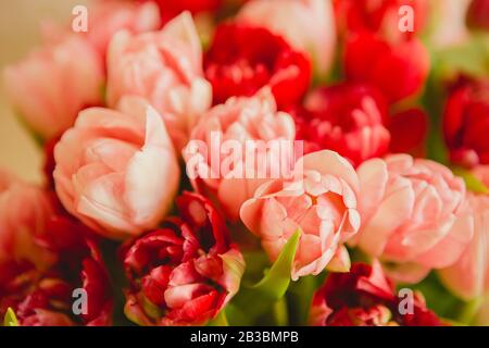 Tulipani rosa in tinte pastello corallo su sfondo sfocato, closeup. Fiori freschi di primavera nel giardino con luce solare morbida per il vostro floreale orizzontale Foto Stock