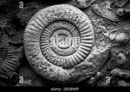 Ammonite fossile in una mostra museo di storia naturale in bianco e nero Foto Stock