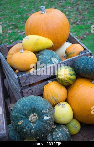 Cassa piena di zucche Foto Stock