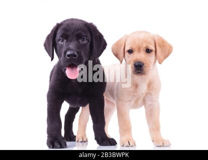 due simpatici cuccioli di labrador - quello nero con la bocca aperta e quello giallo che guarda la macchina fotografica, cani isolati su sfondo bianco Foto Stock