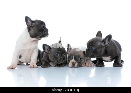 Quattro cuccioli di bulldog francese dutiful guardando avanti e lontano, sdraiato, seduto e in piedi fianco a fianco su sfondo studio bianco Foto Stock