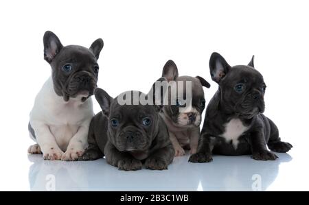 Quattro curiosi cuccioli francesi di bulldog che guardano lontano messi a fuoco mentre si posano e si siedono fianco a fianco su sfondo bianco studio Foto Stock