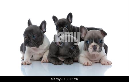 Impaziente bulldog francese in piedi dietro la sua famiglia che curiosamente si guarda intorno, che si sdraia accanto su sfondo bianco studio Foto Stock