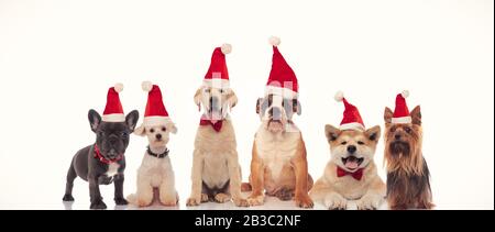 6 cani felici che celebrano il natale insieme su sfondo bianco Foto Stock