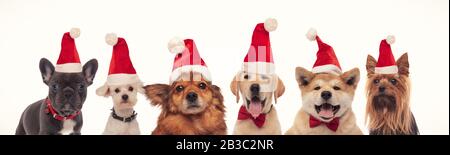 cani di buon natale in una linea che indossa cappelli di santa su sfondo bianco Foto Stock