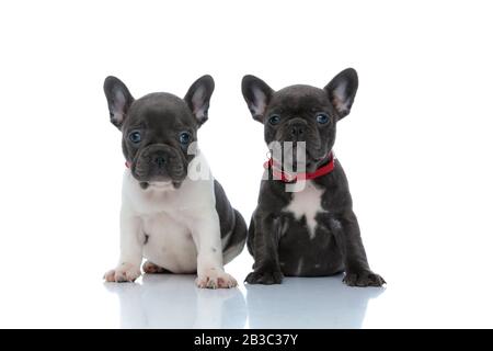 Jolly French bulldog cubs guardando in avanti, mentre seduti fianco a fianco su sfondo bianco studio, indossando collari rossi Foto Stock