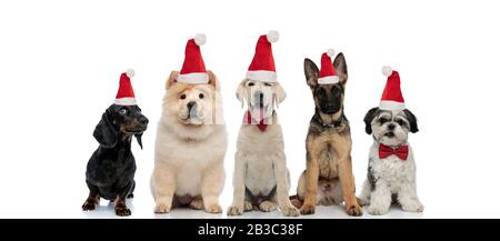 adorabili cinque piccoli cani che celebrano il natale insieme su sfondo bianco Foto Stock