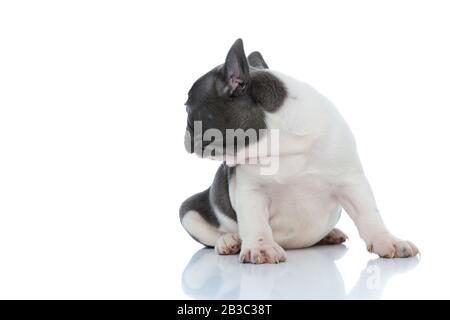 Il torrido corrido francese curiosamente si affaccia sulla sua spalla mentre si siede su sfondo bianco studio Foto Stock