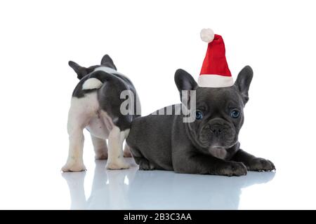 Vista posteriore di un curioso bulldog francese che sta dietro il fratello che indossa un cappello di babbo natale, che si trova accanto al backgrou studio bianco Foto Stock