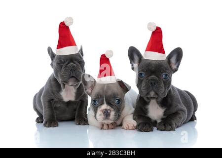 Adorabili cuccioli di corride francese indossando cappelli di santa guardando avanti e lampeggiante mentre sdraiato e seduto accanto su sfondo bianco studio Foto Stock