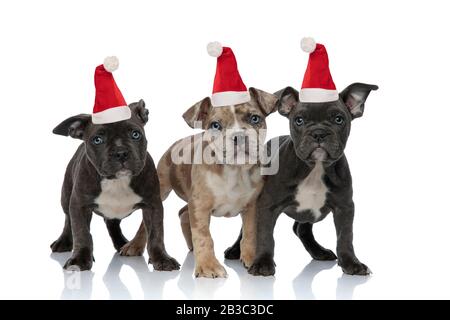 3 cani da bullo americani indossano cappelli di santa e si alzano su sfondo bianco Foto Stock