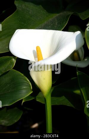 Primo piano della bella fioritura Zantedeschia aethiopica a Taipei, Taiwan Foto Stock