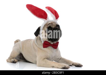 Pug triste indossando orecchie bunny e un fiocco rosso mentre si guarda via e posa su sfondo bianco studio Foto Stock