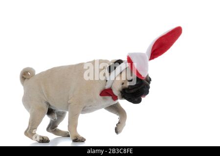 Vista laterale di un curioso pug indossando orecchie bunny e un arco rosso mentre si avanza e ricerca su sfondo bianco studio Foto Stock