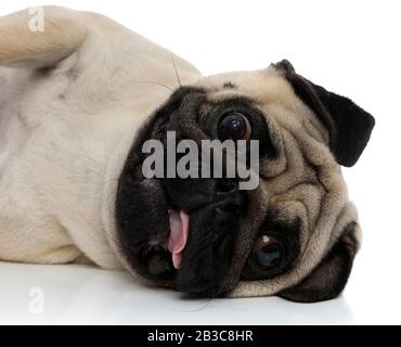 Primo piano di un pug goffo sdraiato su un lato mentre la sua lingua esposta su sfondo bianco studio Foto Stock