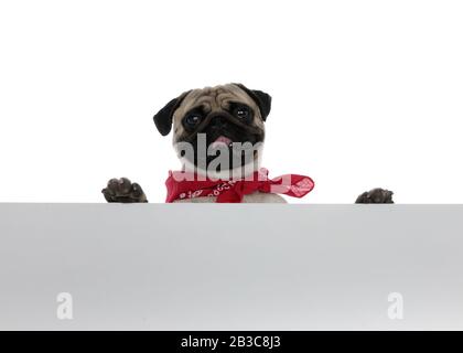 Buon pug indossando bandana e tenendo un cartello vuoto mentre ansante e sorridente su sfondo bianco studio Foto Stock