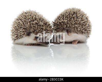 coppia di due riccio africani faccia a faccia, sniffing ed esplorazione, isolati su sfondo bianco Foto Stock