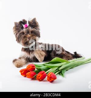 Carino cucciolo si trova accanto a un bouquet di fiori. Yorkshire terrier su sfondo bianco. Foto Stock