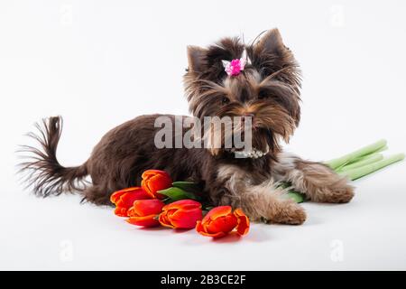 Carino cucciolo sdraiato su un bouquet di fiori. Yorkshire terrier su sfondo bianco. Foto Stock