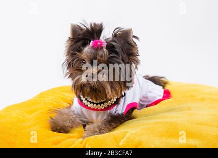 Carino cucciolo sdraiato su un cuscino giallo. Yorkshire Terrier. Foto Stock